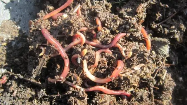 Каковы характеристики типа Annelida?