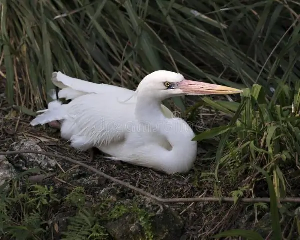 Что символизирует белый цвет у белой цапли?