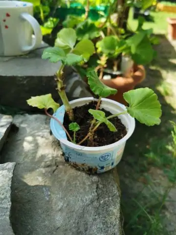 Можно ли вырастить ель из черенка?