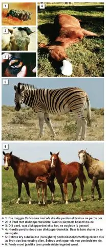 Как часто едят ловушки для мух Венеры?