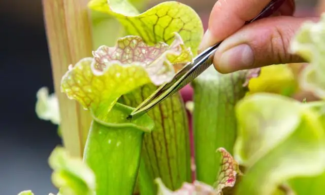 Можно ли размножать плотоядные растения?