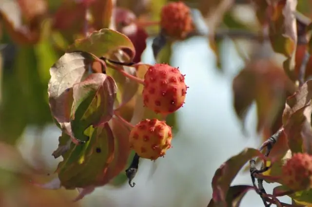 Как вы едите фрукты кизила?