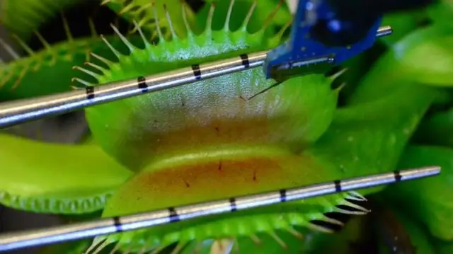 Как вы ухаживаете за дионеей Muscipula?