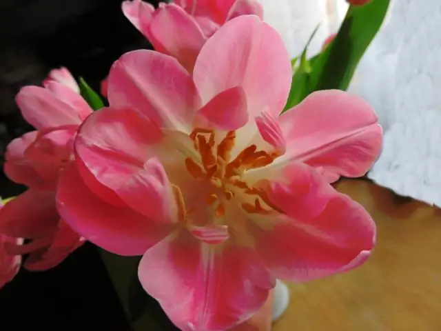 Тюльпаны все еще цветут?