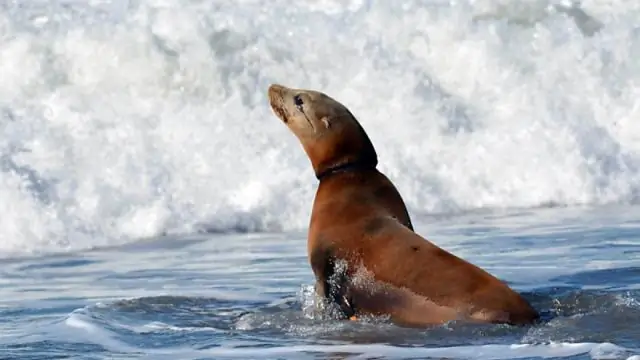 Живут ли морские львы в океане?