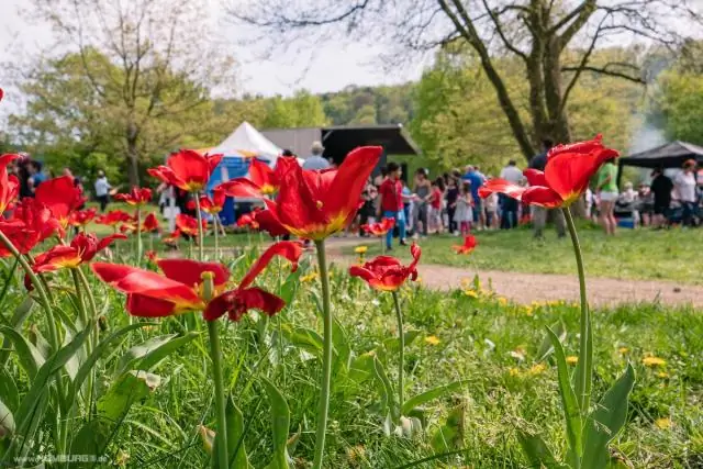 Для чего нужны тюльпаны?