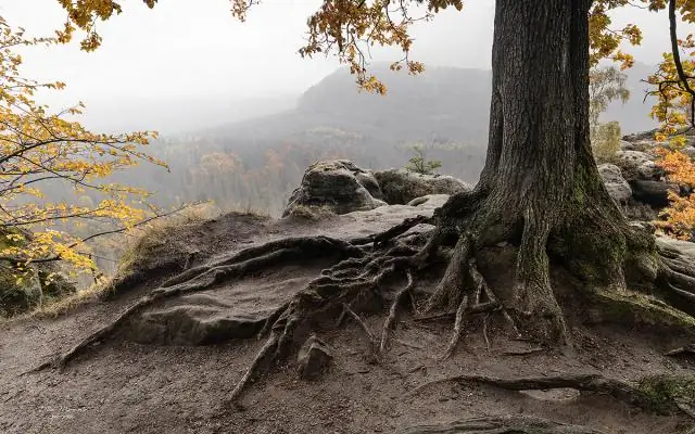 В чем корень слова "предчувствие"?