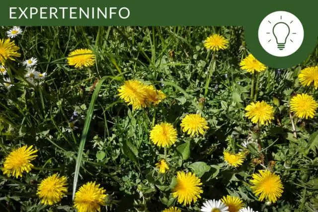 Как вы ухаживаете за одуванчиками?