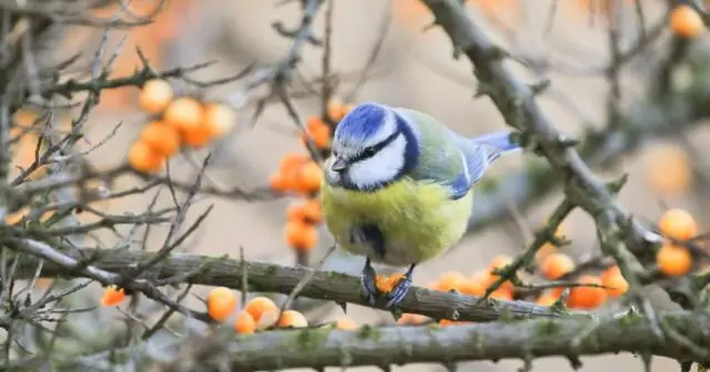 Какие птицы будут в 12 дней Рождества?