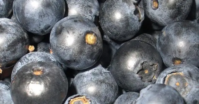 Как вырастить острую голубику?