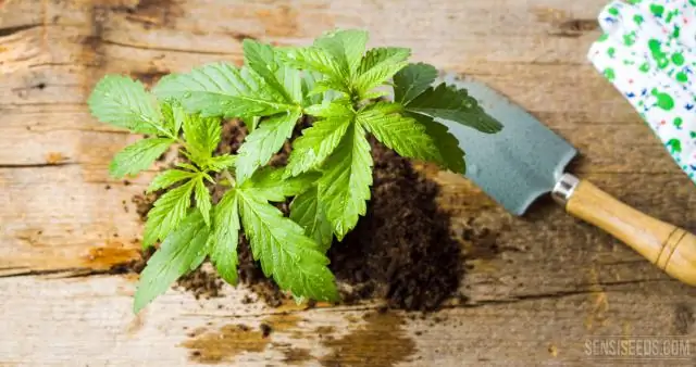 Как переставить ловушку для мух Венеры?