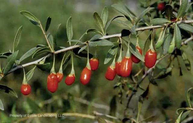 Съедобны ли мармелад?