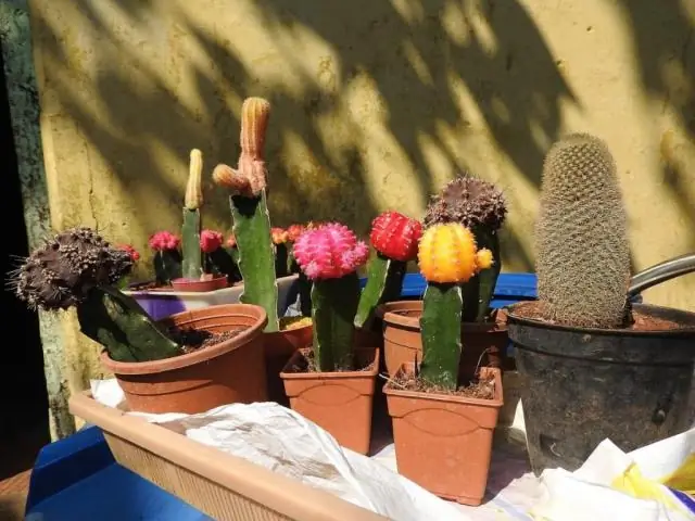 Как долго живут привитые кактусы?