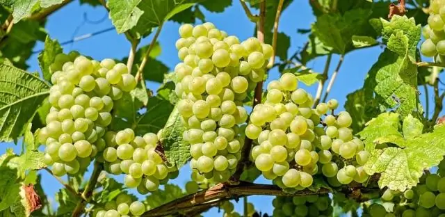 Почему виноградная лоза называется виноградной лозой?