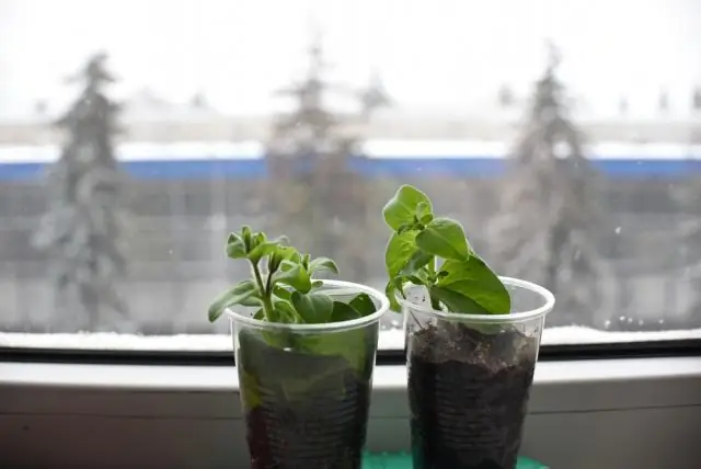 Нужен ли для черенков растений свет?