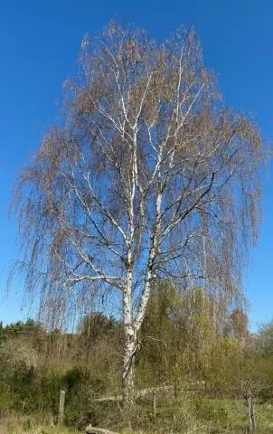 Какое дерево является символом любви?