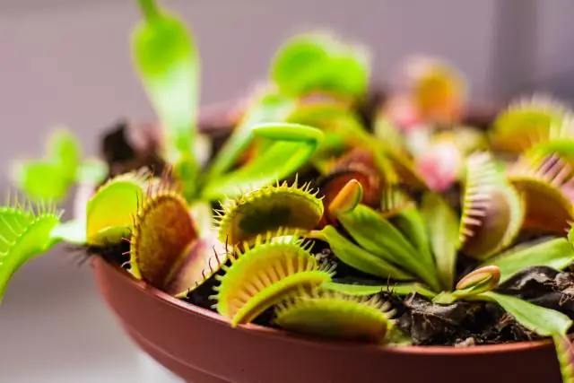 Могу ли я переставить ловушку для мух Венеры?