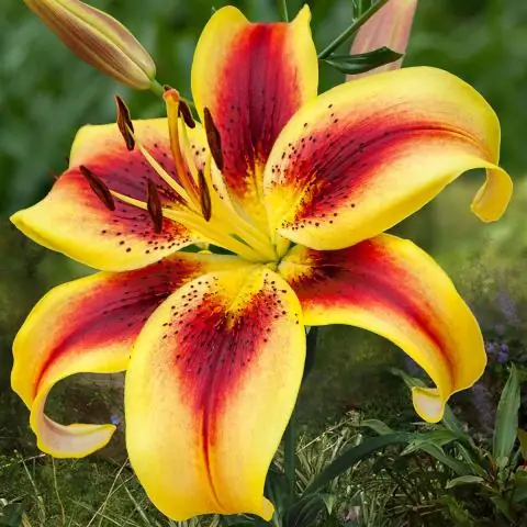 Что символизирует лилия?