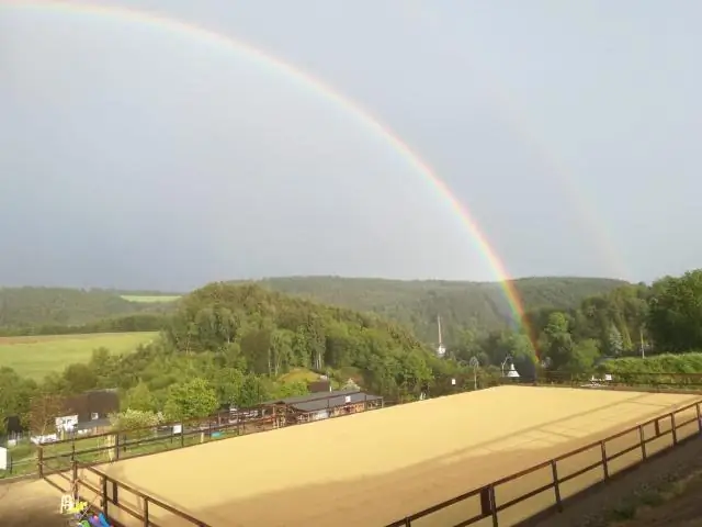 Можете ли вы работать с животными со степенью психолога?