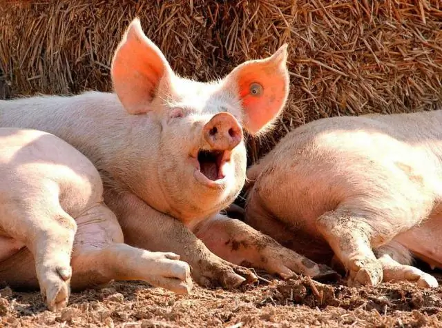 Почему мы пьем молоко в первую брачную ночь?