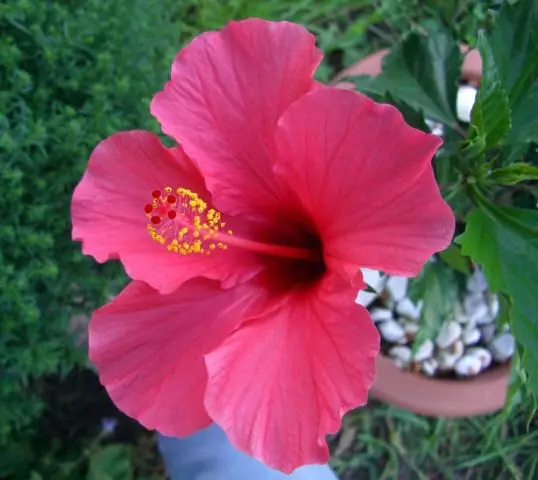 Какого цвета цветок гибискуса?