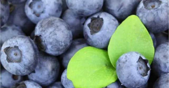 Может ли черника расти на лозе?