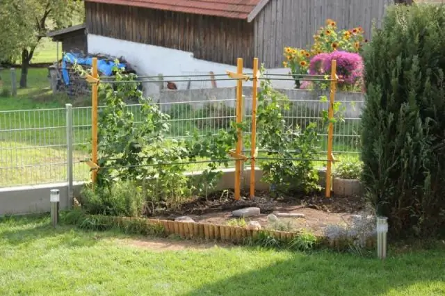 Как вы выращиваете чернику в Орегоне?