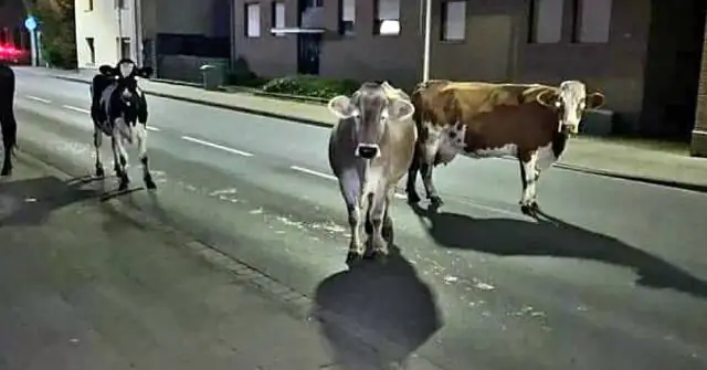 Почему фермеры двинулись на запад во время экспансии на запад?