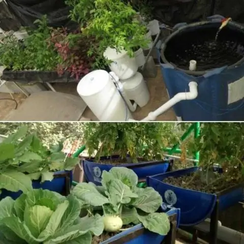 Что такое аквапоническое садоводство?