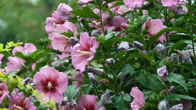 Находится ли гибискус под угрозой исчезновения?