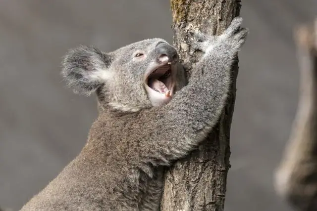 Как действуют нитраты?