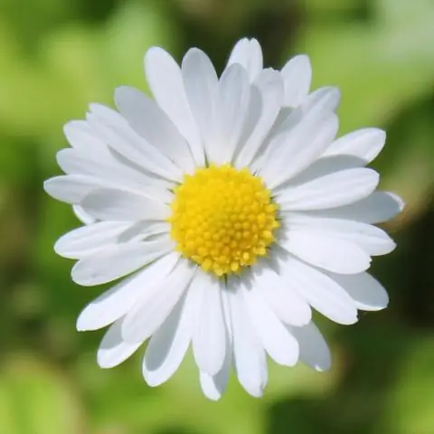 Какого цвета лепестки ромашки?