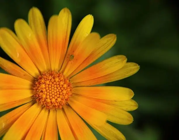 Насколько высоки французские бархатцы?