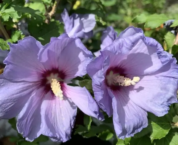 Является ли гибискус многолетним?