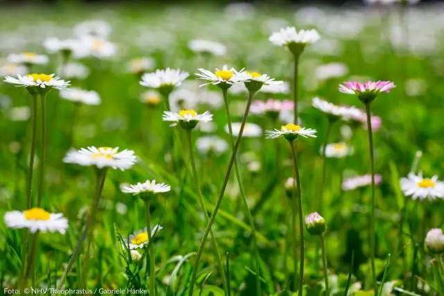 Сколько лет ромашкам у девочек-скаутов?