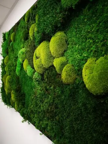 Могут ли ветераны остаться в Shades of Green?