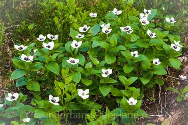 В каких зонах растет кизил?