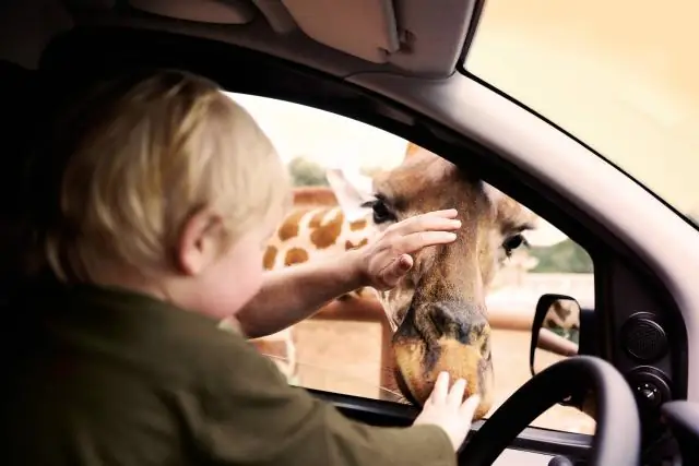 Можете ли вы принести еду в зоопарк SF?