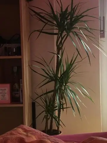 Сколько воды нужно французским бархатцам?