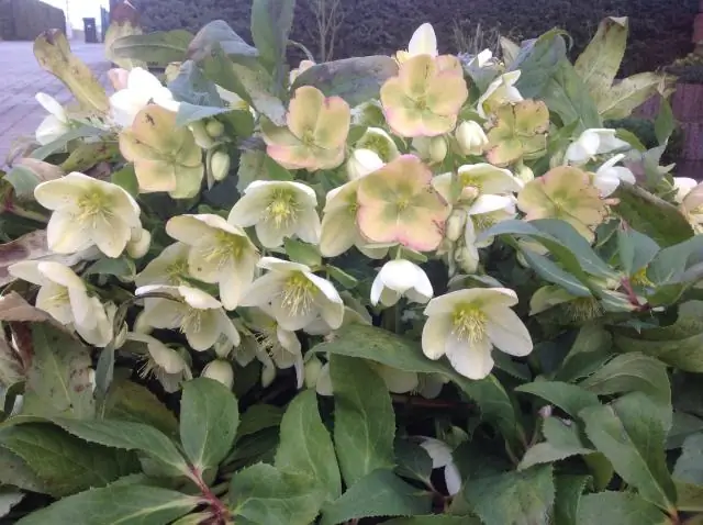 Что символизируют цветы в христианстве?