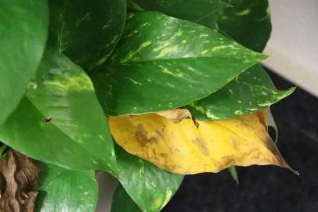 Как укоренить черенок филодендрона?