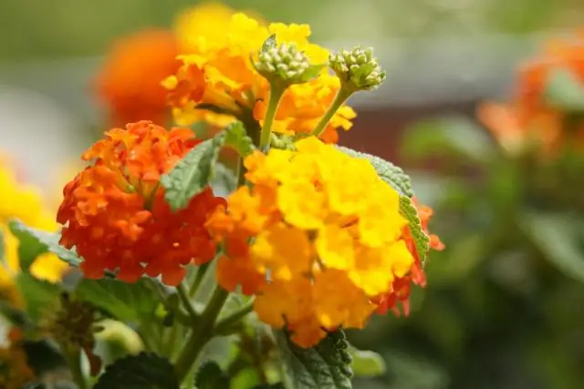 Сможете ли вы сохранить Lantana на зиму?