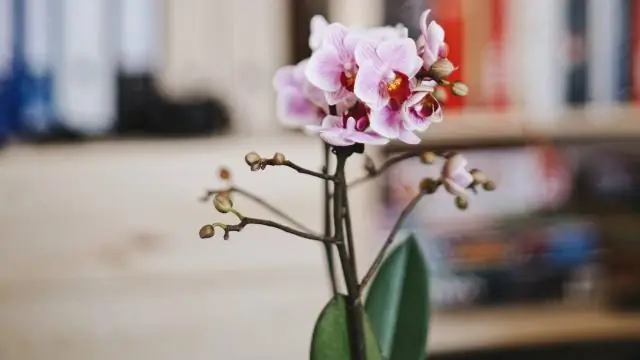 Что значит, когда мужчина дарит вам орхидею?