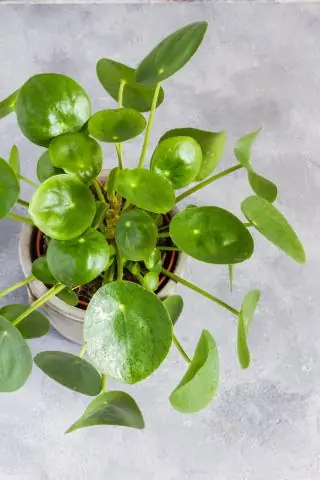 Как вы заботитесь о Мансаните?