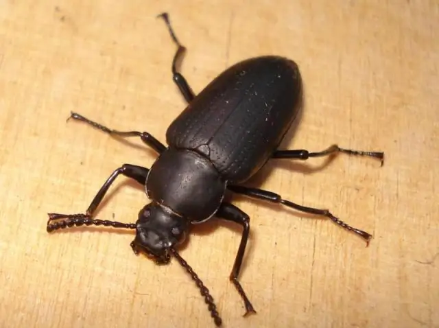 Какой жук ест мою бугенвиллию?