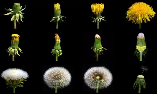 Как выглядит одуванчик?
