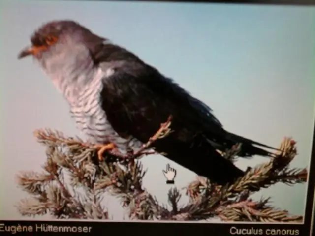 Сколько птиц вы получите за 12 дней Рождества?