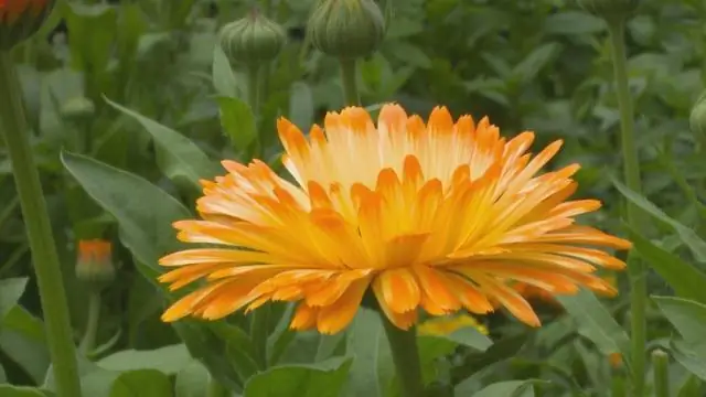 Где дикие бархатцы растут?