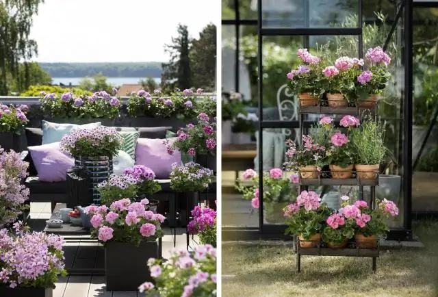 Какое правительство было у голландцев в 1600-х годах?