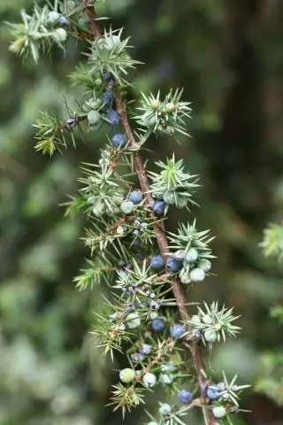 Какое научное название у синего краба?